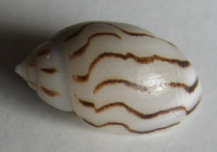 Acteon virgatus Reeve, 1842